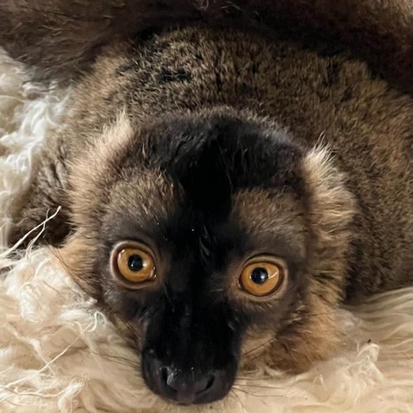 ๐ Black & Gray Large Under Armour Coldgear Zippered Windbreaker Running Jacket - Picture 14 of 16